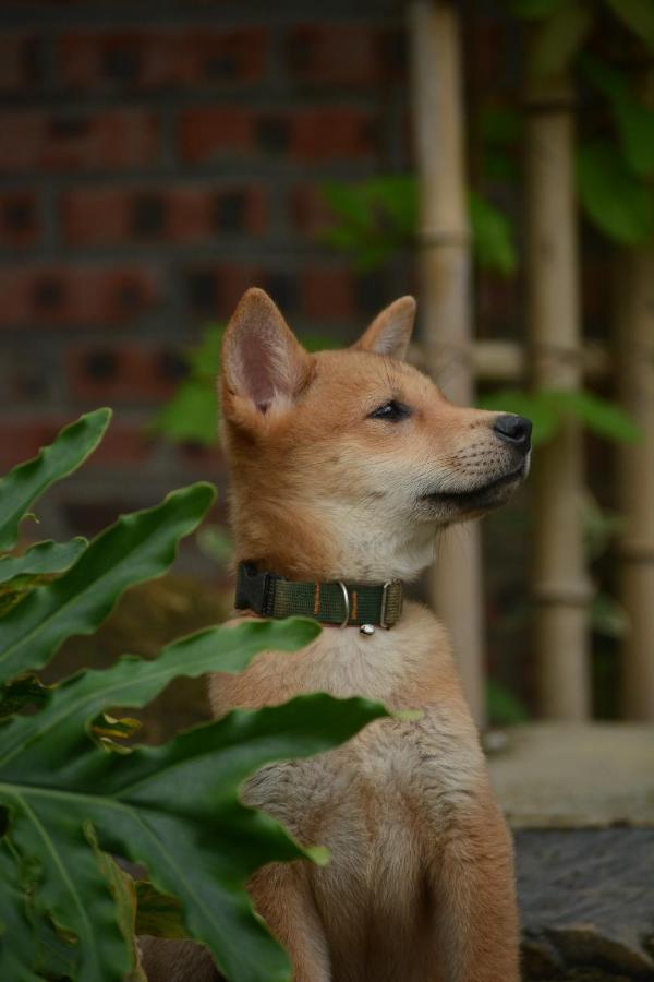 Deja Vu Sapa Homestay エクステリア 写真